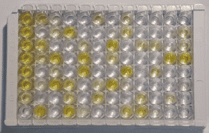 The yellow color indicates that the target protein is present. The higher degree of the color, the higher concentration of the target protein.