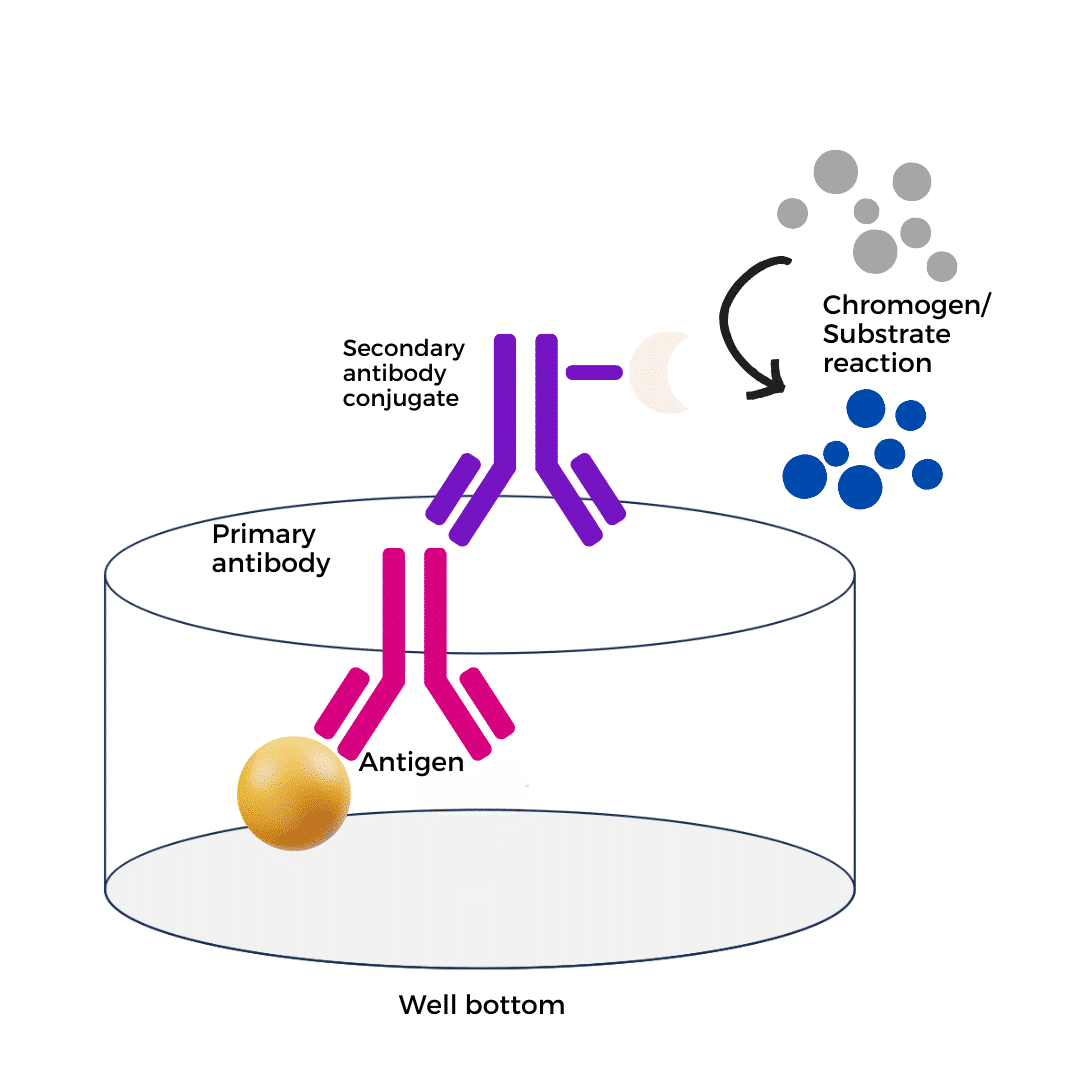 Indirect ELISA