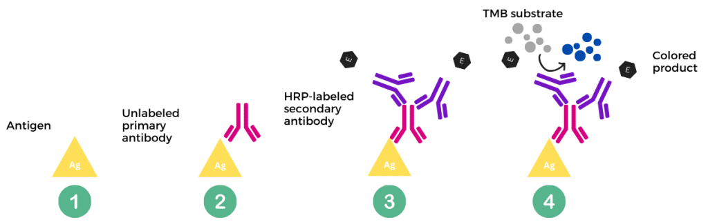 The figures represent the various steps of an indirect assay.